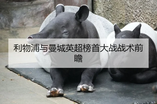 利物浦与曼城英超榜首大战战术前瞻